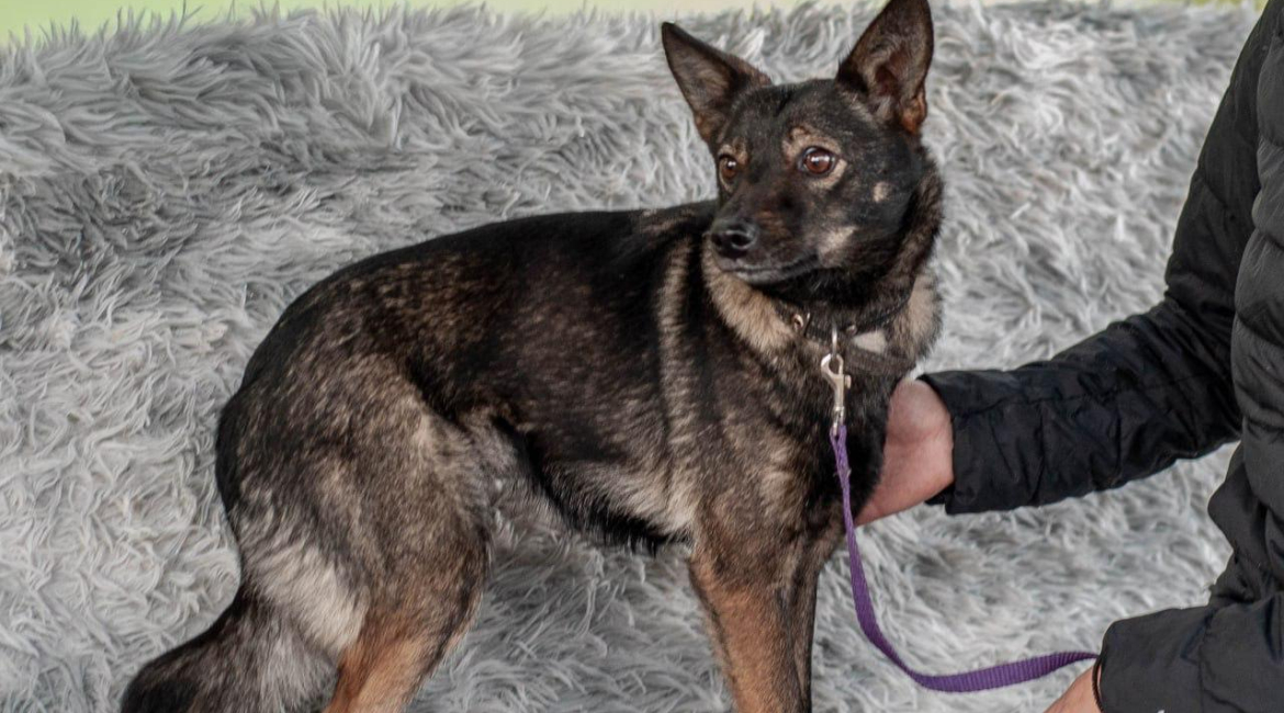 Chiens à adopter